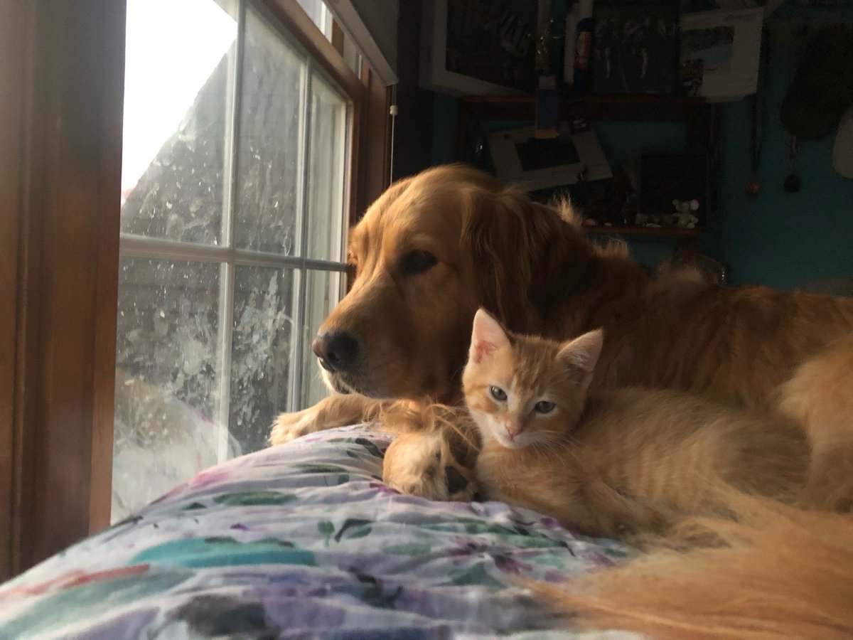 photo dump of my dog with her adopted kittens