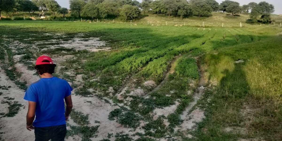 Today in our farming woes, a tale of field drainage challenges: One of our best fields (supposedly) is a 1.5 acre piece of land through which the entire village's rain water passes. This means it is often water logged with serious salinity in patches.(note the empty patch)
