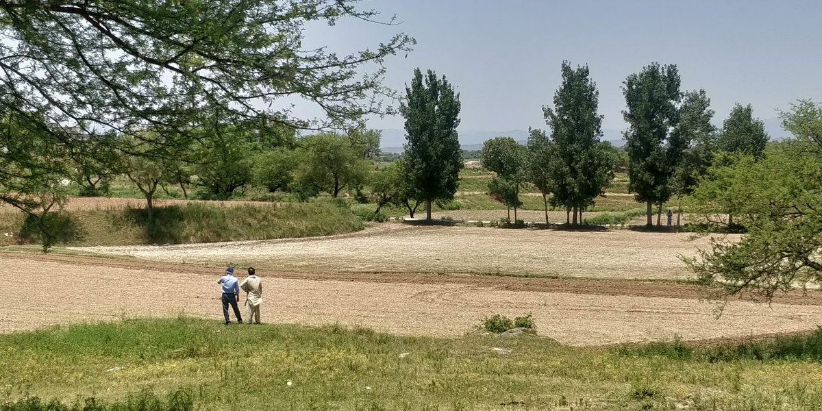 Photo below shows the before condition of the fields - i.e. before we did anything.We hoped tht good land preparation would improve things. We chisel ploughed to break any hard pan, & improve soil absorption, & made beds to raise the plants over the furrows & the water level