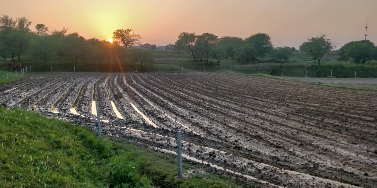 So, we: 1. Chiseled 2. made Beds3 and 4. photo of completed beds(note from the standing water tht the furrows are not connected yet. We did that manually later since still haven't figured out an efficient way to do that using the ridger).