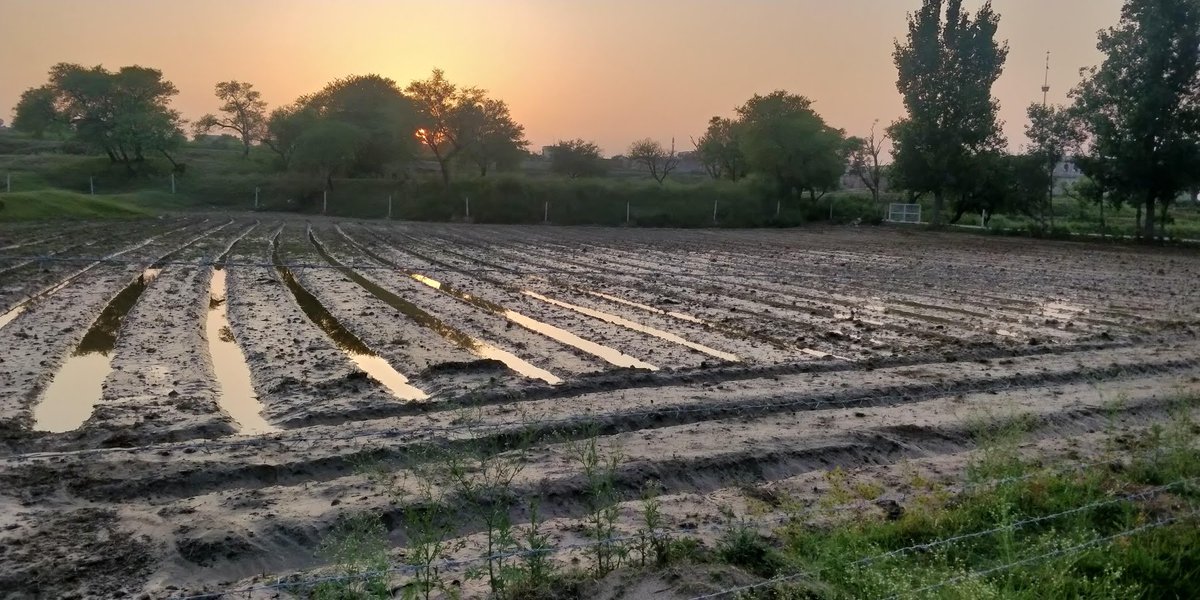 So, we: 1. Chiseled 2. made Beds3 and 4. photo of completed beds(note from the standing water tht the furrows are not connected yet. We did that manually later since still haven't figured out an efficient way to do that using the ridger).