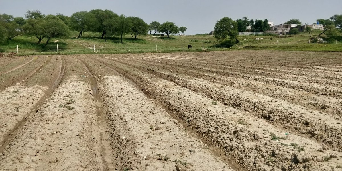 This was far from enough so we dug more drains/naalis to connect the beds together and made some deeper nalis on the edge to drain excess water out and help lower the water table. Parts of the field where the water table was at the level of the ground refused to dry up.