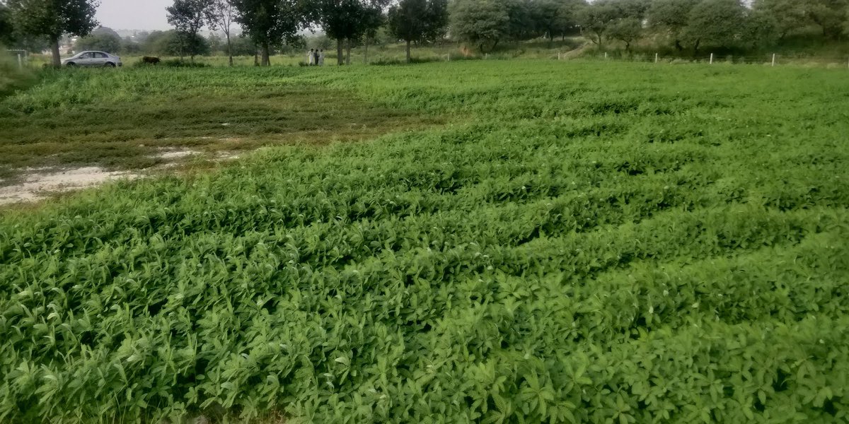 We also planted jantar and rotavated it hoping that improved organic content will help fight off some of the salinity. (although I don't have much evidence on that :D). The saline patches become hard as rock when dry and nothing except pigweed seems to grows there.