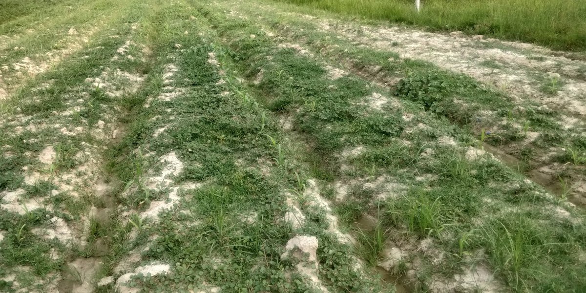 Meanwhile in the other half, we planted some makai & soy bean, but both got overwhelmed by weeds. These waterlogged soils specifically seem to encourage them and nothing else grows. The makai was meh and the soy bean didn't germinate till the next season. Had lush weeds though.