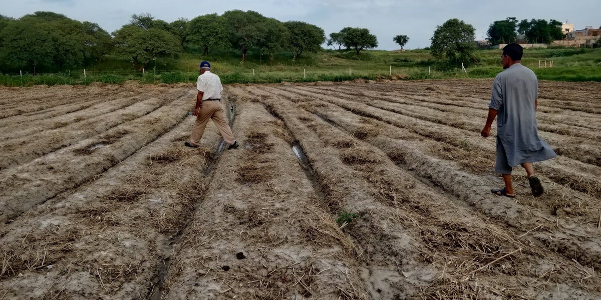 Meanwhile, the great rains of July/Aug hit. Major calamity, water table wouldn't lower for a long time. We hired labour to dig the marginal drains deeper. Rotavated the weeds & jantar and started over. Half the field was too wet for a tractor so making the beds took a few months!