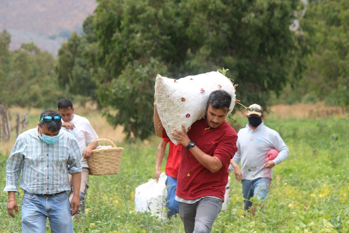 laliguacl's tweet photo. #SiembraPopular ayer, en #ValleHermoso inició la cosecha de porotos granados para ir en apoyo de las familias campesinas de #LaLigua que se han visto afectadas por la crisis hídrica, el estallido social y la emergencia sanitaria producto del #COVIDー19
👉https://t.co/3EYp72gIj7 https://t.co/QVtirZg1cT