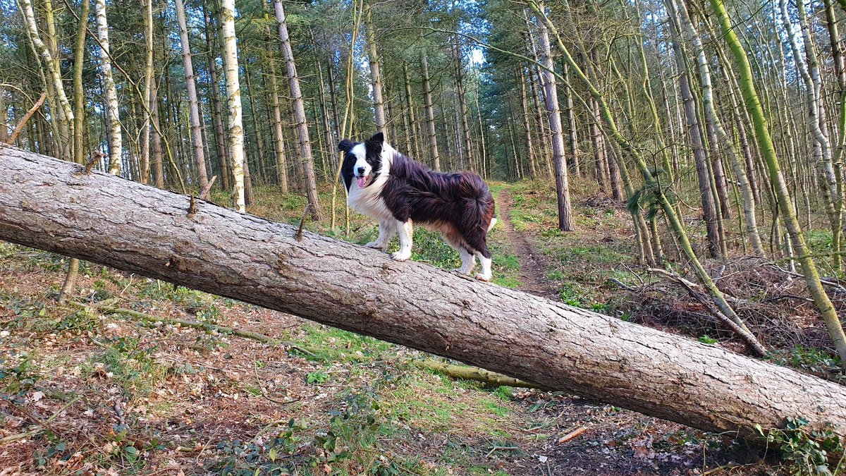 March was dog sitting time & the start of lockdown & the grand opening of twonkywood studios 