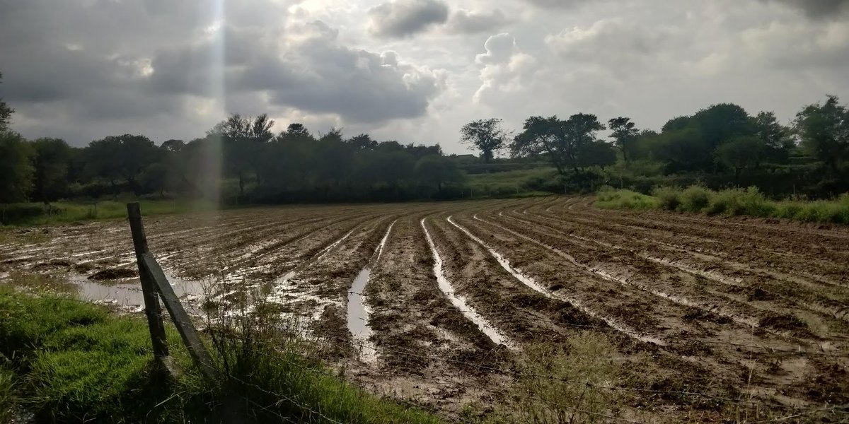 Meanwhile, the great rains of July/Aug hit. Major calamity, water table wouldn't lower for a long time. We hired labour to dig the marginal drains deeper. Rotavated the weeds & jantar and started over. Half the field was too wet for a tractor so making the beds took a few months!