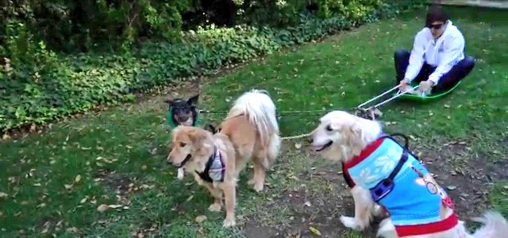 PostUnumAnnum's tweet photo. December 23rd 326:12:00:00
Unus Annus posted "Harnessing Our Dogs' Unlimited Energy"
Henry, Spencer, and Chica sure do their best!
#UnusAnnus #markiplier #crankgameplays #mementomori #unusannusmerch #markicember https://t.co/ovksz6MQsh