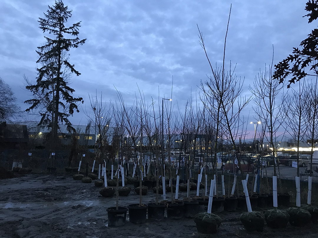 New_Westminster's tweet photo. We're currently planting new boulevard trees in the Queensborough, Brow of the Hill and Sapperton neighbourhoods. You may see our contractor, Bartlett Tree Experts, planting in your area. Track tree planting locations on our interactive map!
https://t.co/ANtP9y3rRK #newwest https://t.co/OD0VKBKVsC