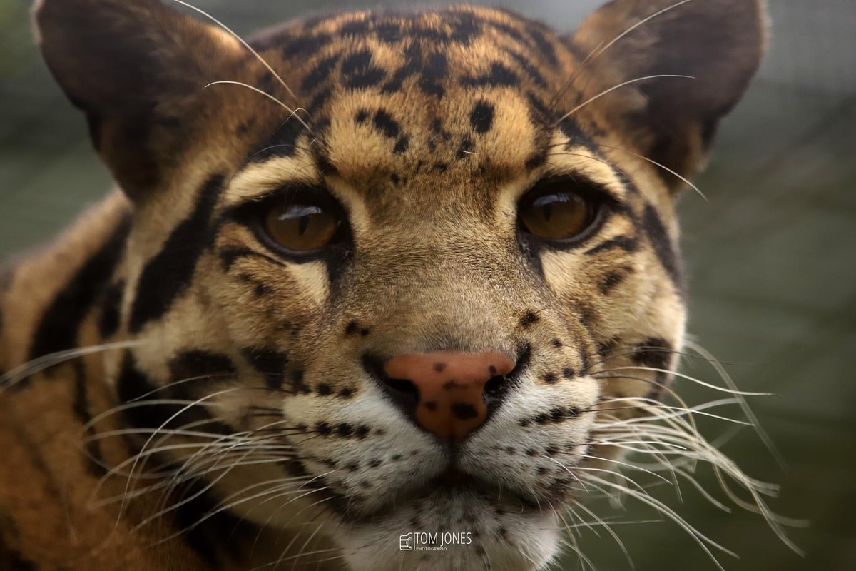 Thrigby Hall Wildlife Gardens tweet media