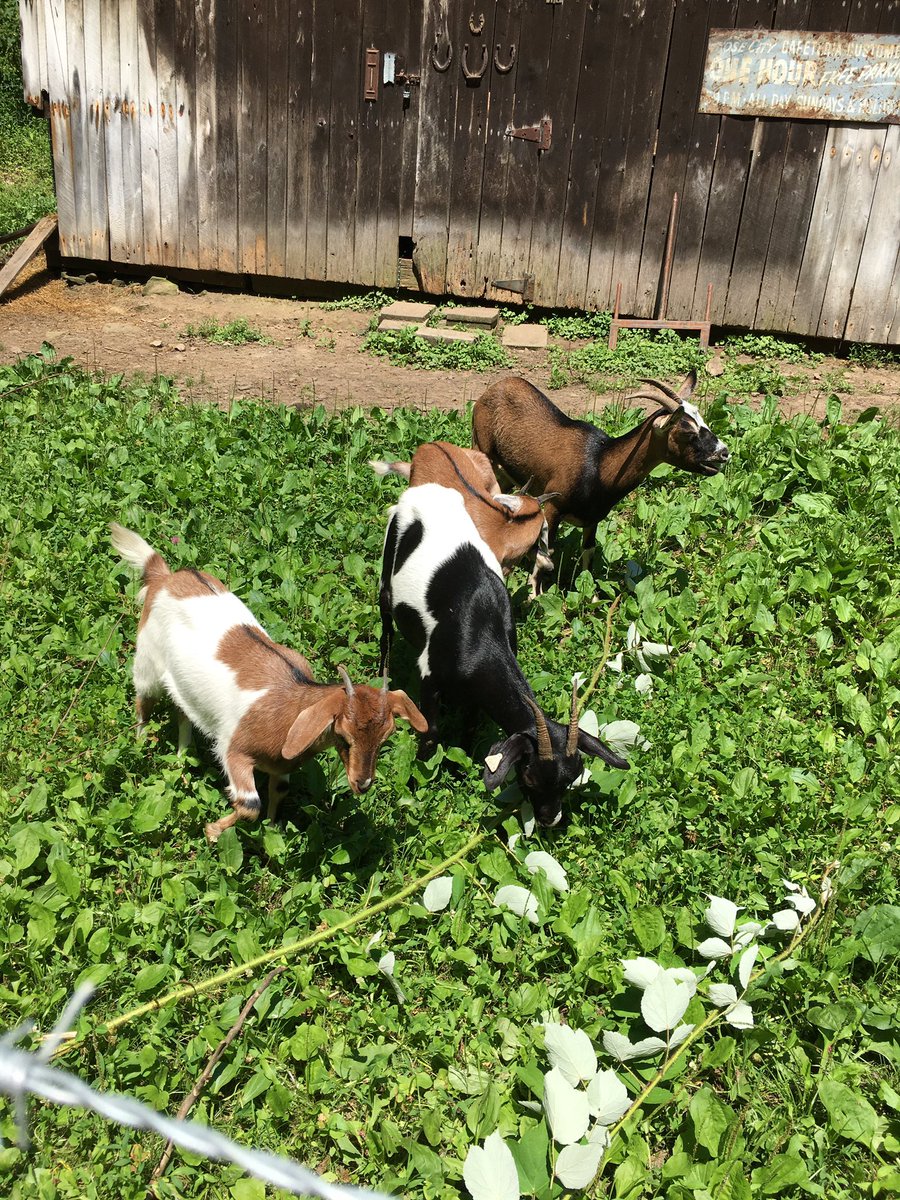AnthonyWCHS's tweet photo. Oh boy, this is sad. 
Four pet goats shot and killed this past weekend in East Bank. The family is devastated and looking for answers. See the story at 5 and 6 on @wchs8fox11 https://t.co/sR7vLJ25MX