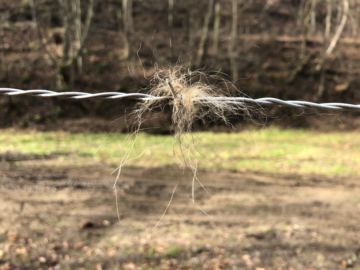 AnthonyWCHS's tweet photo. Oh boy, this is sad. 
Four pet goats shot and killed this past weekend in East Bank. The family is devastated and looking for answers. See the story at 5 and 6 on @wchs8fox11 https://t.co/sR7vLJ25MX