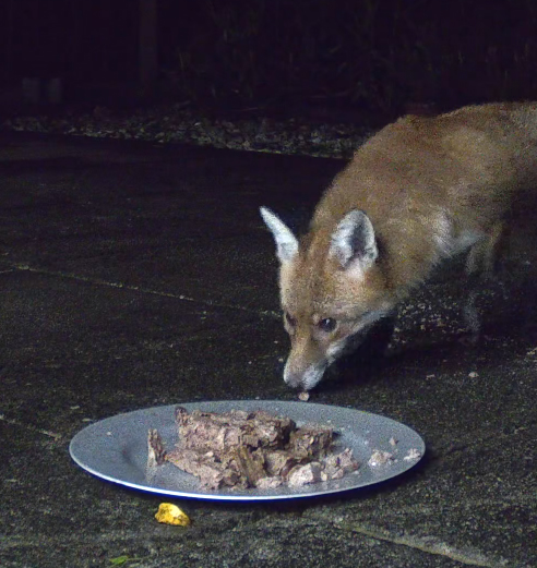 DDayCenter's tweet image. So, with a little bit of DIY we now have a much better system than our old wildlife camera for capturing the foxes which visit our garden each night. @ReolinkTech #reolinkcaptures #LockdownLife