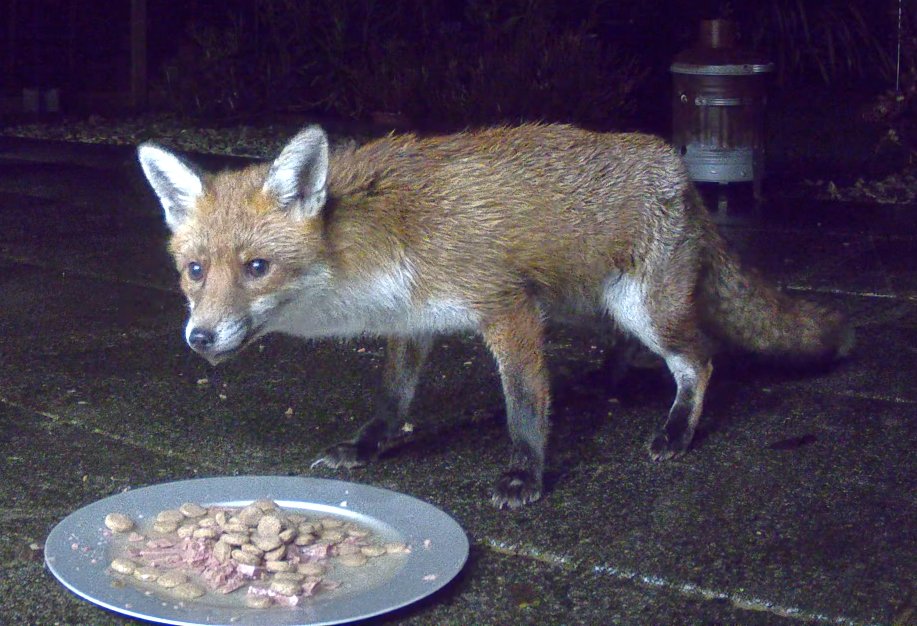DDayCenter's tweet image. So, with a little bit of DIY we now have a much better system than our old wildlife camera for capturing the foxes which visit our garden each night. @ReolinkTech #reolinkcaptures #LockdownLife