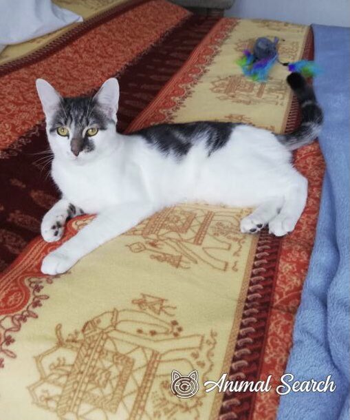 catgirl321's tweet photo. #MISSING: Tabby and (mainly) white, super handsome 1yr old cutie MARLEY, who has very distinctive big pointy ears, in Sidcup, Kent, England, DA15‼️
https://t.co/sxruGgVdEt
#cats #LOST #FindMarley
PLEASE SHARE/RT✔️ https://t.co/6P3pqBY0I1