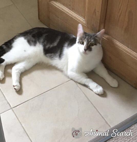 catgirl321's tweet photo. #MISSING: Tabby and (mainly) white, super handsome 1yr old cutie MARLEY, who has very distinctive big pointy ears, in Sidcup, Kent, England, DA15‼️
https://t.co/sxruGgVdEt
#cats #LOST #FindMarley
PLEASE SHARE/RT✔️ https://t.co/6P3pqBY0I1