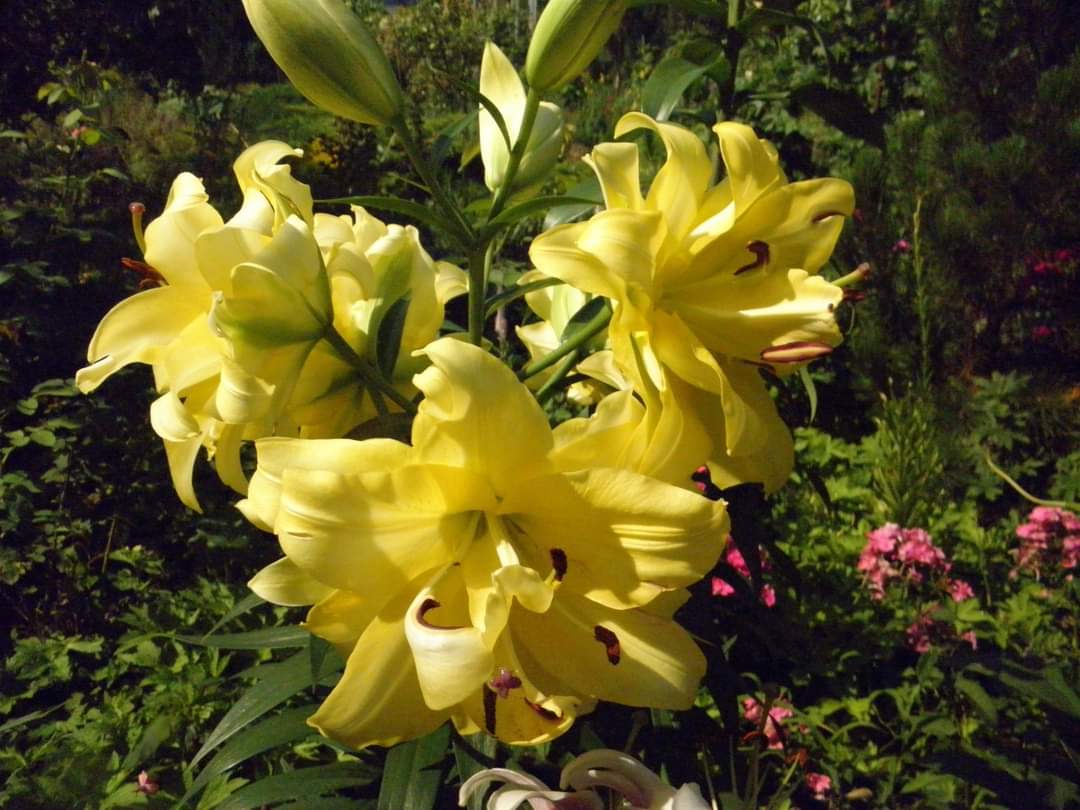 Лилия Гранд Амур