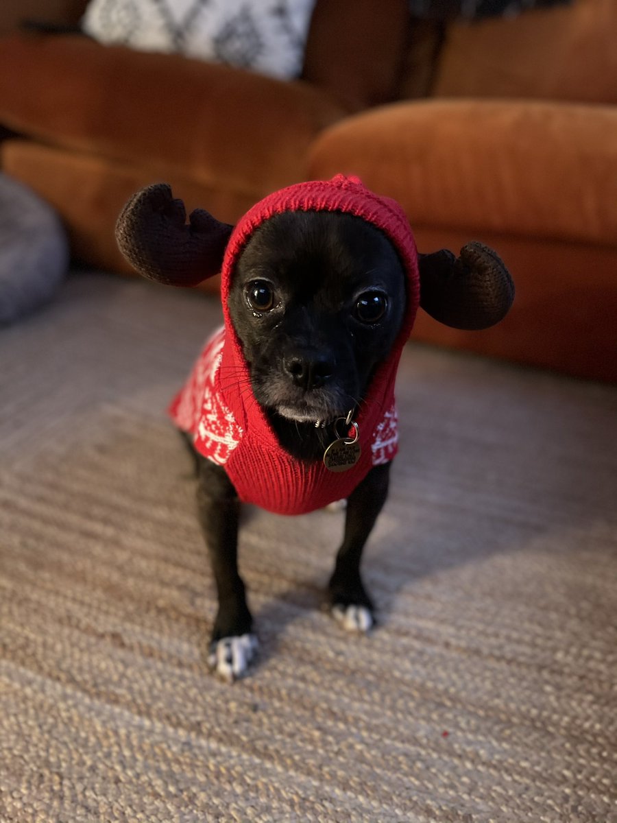 Oz (@ozmusicc) on Twitter photo Thanks for all your support this year <a href="/BBCIntroSouth/">BBC Music Introducing The South</a> @MelitaRadio Merry Christmas and a better new year to all you guys and the listeners from me and Otto the rescue pup 🎄🎄🎄 Thanks for all your support this year <a href="/BBCIntroSouth/">BBC Music Introducing The South</a> @MelitaRadio Merry Christmas and a better new year to all you guys and the listeners from me and Otto the rescue pup 🎄🎄🎄
