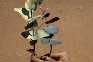 Mistletoes are not closely related to their hosts, yet they look like them. Why? To avoid being eaten...if they mimic an unpalatable host leaf, they have a leg up. Here are more, unbelievable photos ( https://www.anbg.gov.au/mistletoe/mimicry.html) like this, mistletoe on left, eucalyptus on right...9: