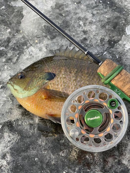 Piscifun on X: Fly reels continue to be a staple in the ice