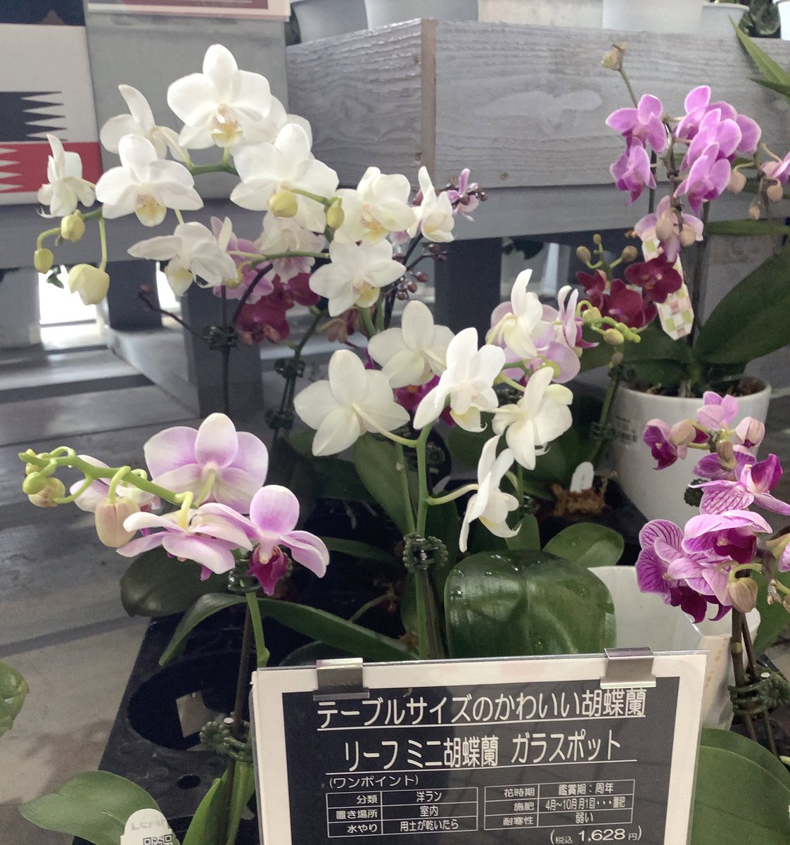 亀ちゃん ミニ胡蝶蘭です 優雅と言うより可愛いです ミニ胡蝶蘭