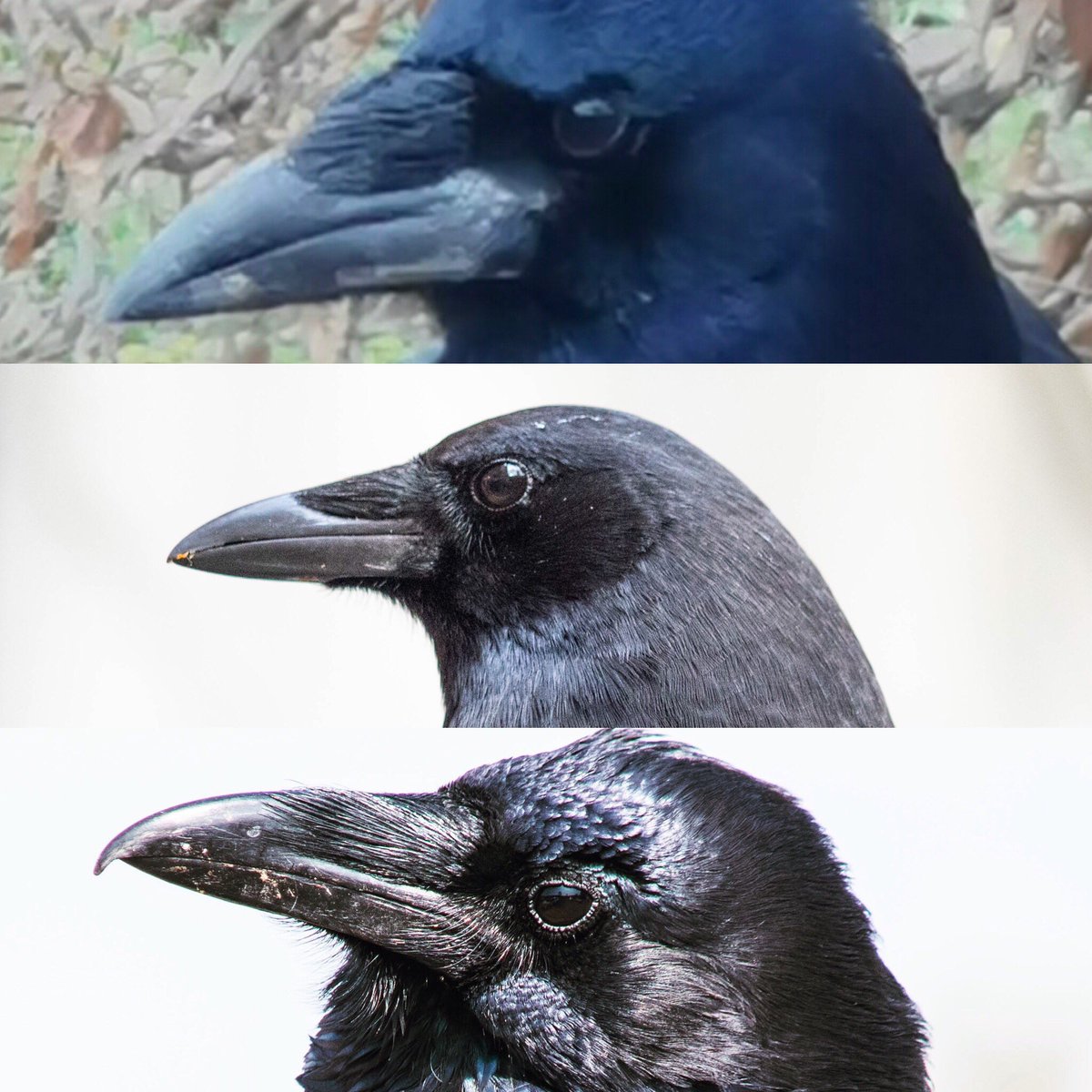 corvidresearch tweet picture