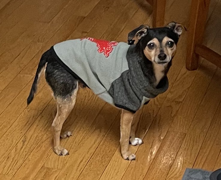 SherlockBuddy's tweet photo. It’s so cold out there...❄️☃️❄️
#letitsnow #sweaterweather #handsome #sherlock #dogsoftwitter #ilovemydog #adoptdontshop #bekind https://t.co/Mk6UW5Y6He