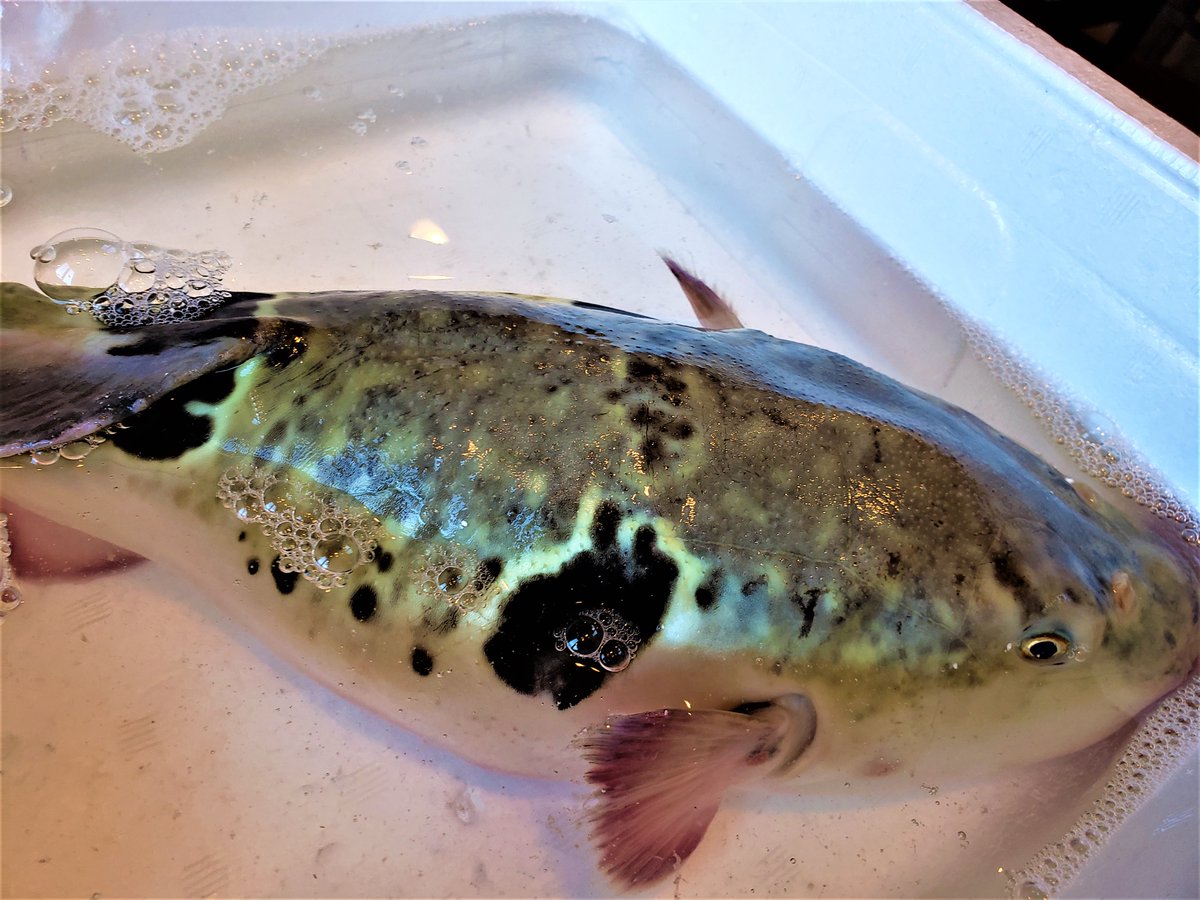 みんなの ル ブラン 和食 口コミ 評判 食べたいランチ 夜ごはんがきっと見つかる ナウティスイーツ みんなの ル ブラン 和食 口コミ 評判 食べたいランチ 夜ごはんがきっと見つかる ナウティスイーツ