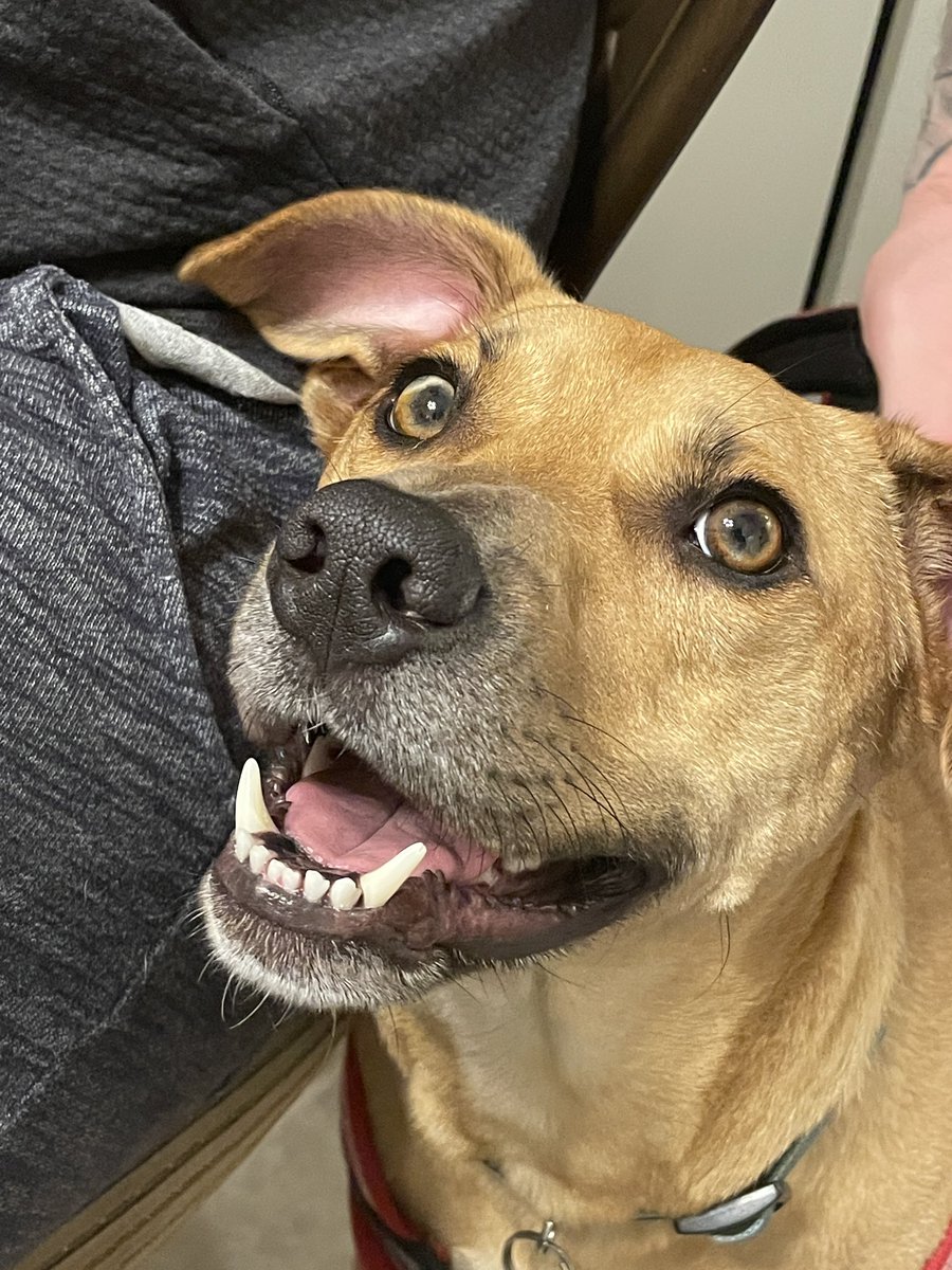 CaitPrzetak's tweet photo. BREAKING NEWS: We got our @WisdomPanel back for Johnny Cash! We were told 2 years ago when we adopted him that he was a German Shepard mix. I can confirm he is just a mix. https://t.co/LU6adRSCEV