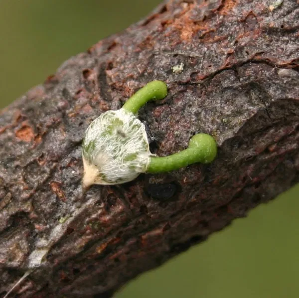 A mistletoe fruit is eaten by a bird in the Bay Area (or a marsupial in Australia or Argentina) and after it digests it, a seed lands on a tree branch (photo from  https://mistletoediary.com/2014/12/20/mistletoe-seeds-dream-of-a-light-christmas/). If suitable, the mistletoe seed germinates and grows into the host tissue...4: