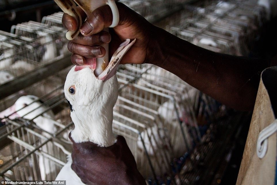 Ducks and geese are force fed with grain to fatten up their livers to ten times their normal size to produce the luxury delicacy foie gras in Spain