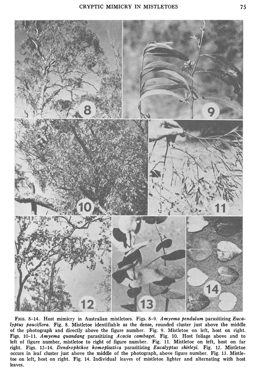 Mistletoes mimic their host's foliage most dramatically in Australia. Mistletoes are sandalwoods (Santalaceae) and in Australia, hosts are commonly Eucalyptus species. This paper shows HOW incredible this mimicry is--got to caption to really get it ( http://doi.org/10.2307/2407546 )...8