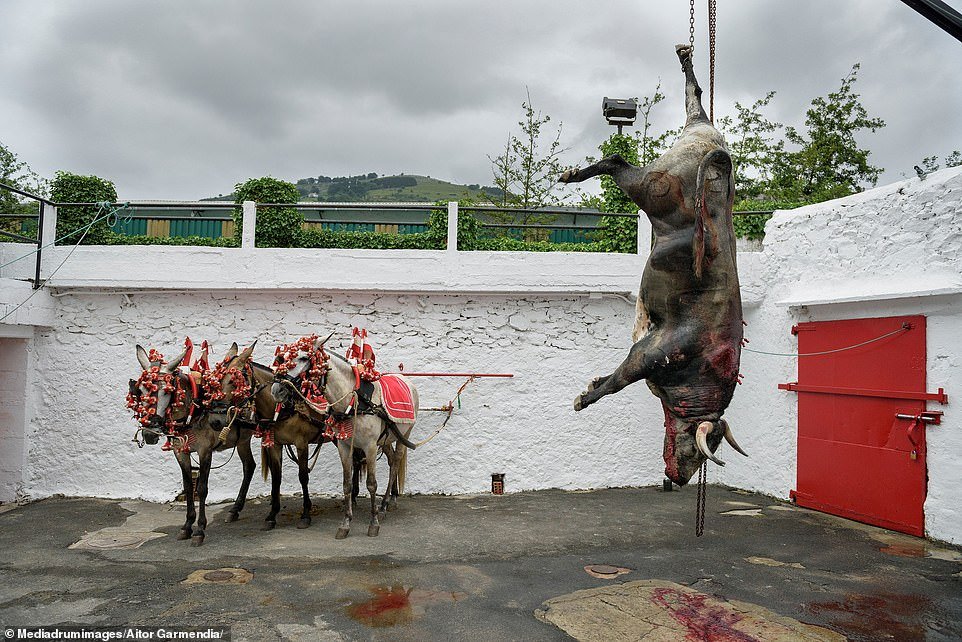 In the horse yard of a bullring in Azpeitia, Spain, a bull is hung by his hind leg to bleed out before being butchered