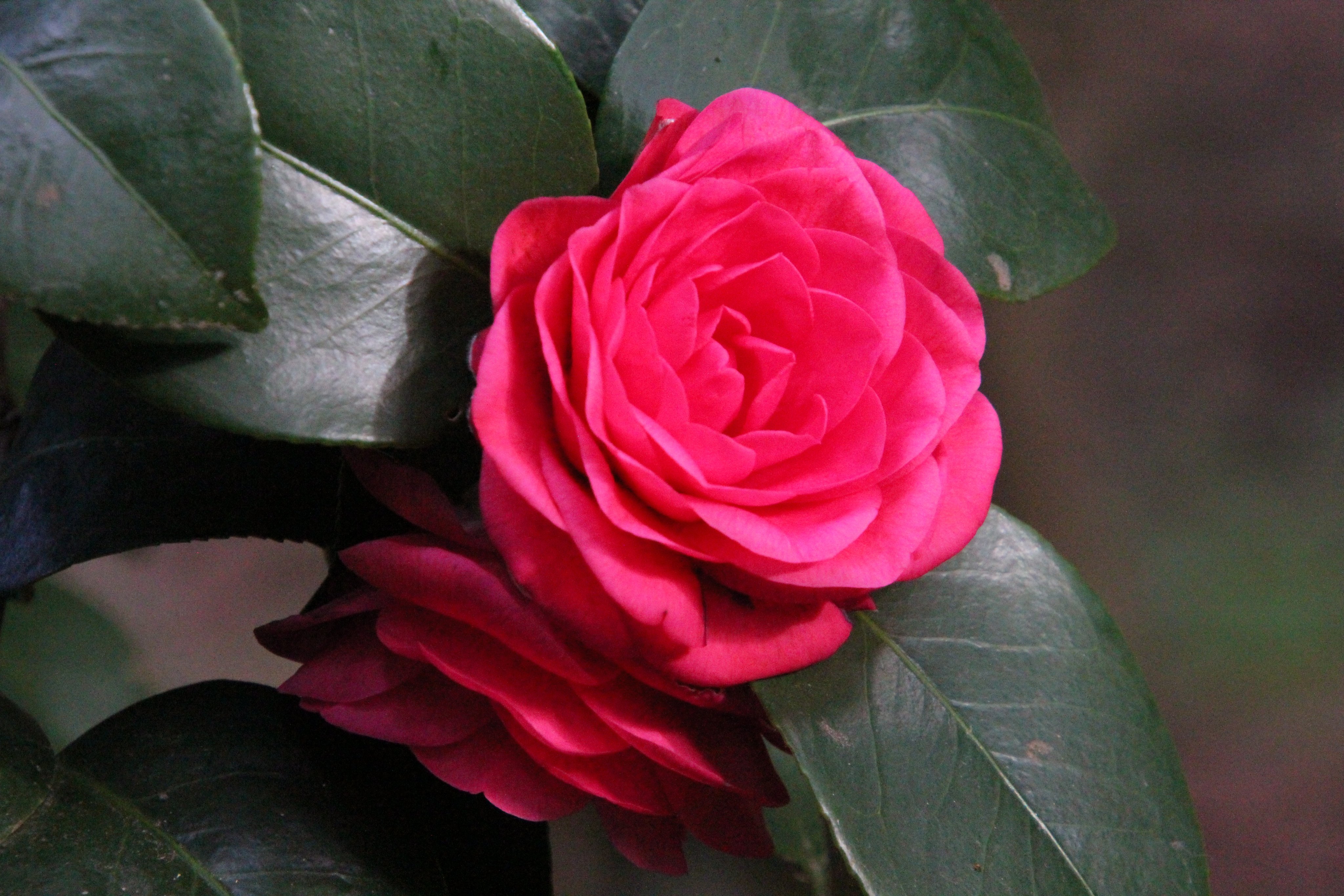 神代植物公園 ニュース スタッフより 広報係 さざんか つばき園で ツバキが少しづつ開花し始めています 赤角倉 アカスミノクラ 玉霞 数寄屋 の本日の様子です まだ花が少なく目立ちませんが美しく咲いています 椿 神代植物公園