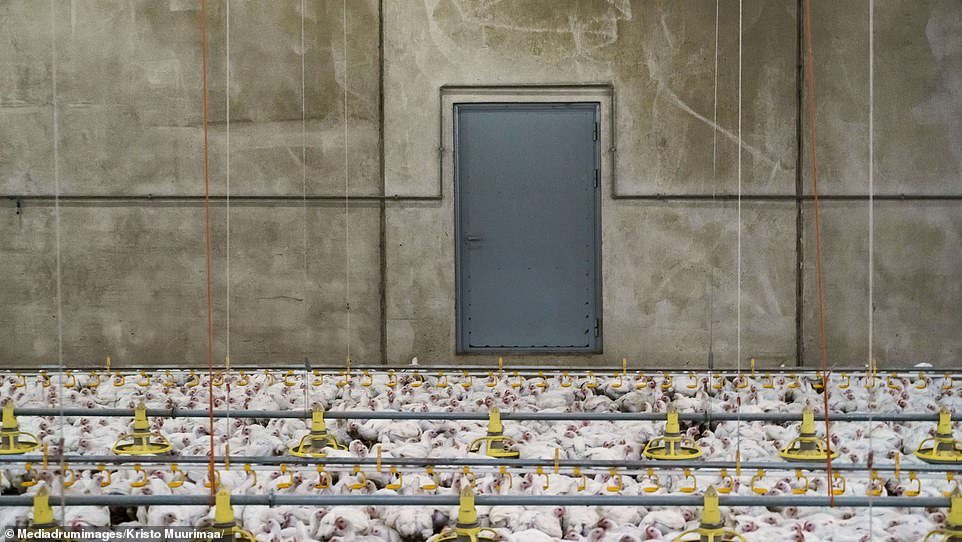 Thousands of chickens are crammed into a huge warehouse in Finland in shocking conditions. The brutal images taken by a team of award-winning photojournalists are featured in the book