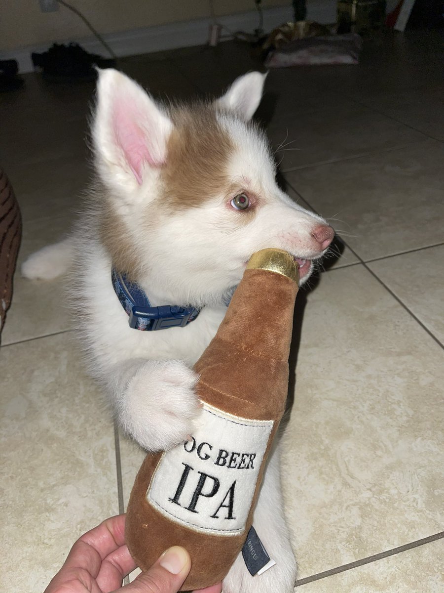 DankyDave_'s tweet photo. Kylos' an alcoholic like me 🐶🤎 #fadead https://t.co/eG8VJretiW