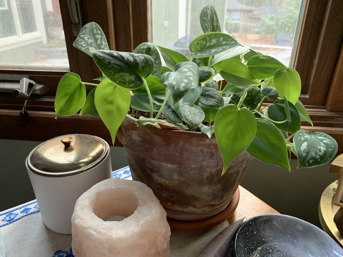 zoety12's tweet photo. Extremely proud of this baby #philodendron #silverPothos https://t.co/4VAuId1AlC
