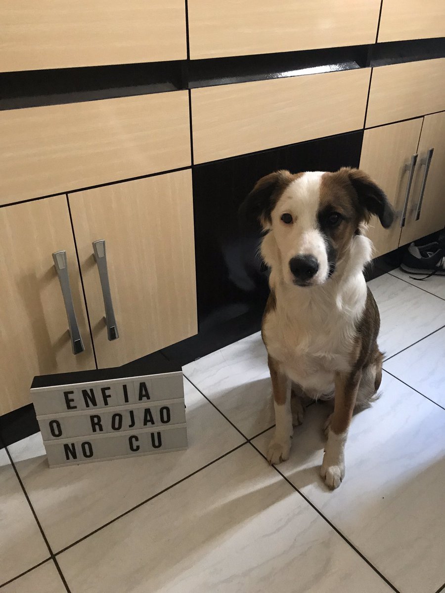 euovitinn's tweet photo. gente ano novo ta ai e os doguinhos tem um recado importante https://t.co/lVAo7aEp9n