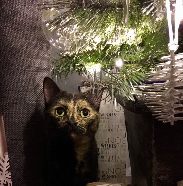 ThatAccountsGuy's tweet photo. So that’s a wrap! What a year it’s been! Time for some rest and relaxation with just a couple of days before we move into Tier 4. 

At least I have something nice under the Christmas tree 😻

#christmas #break https://t.co/jqM5rqRTpA