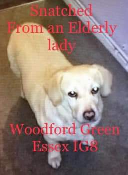 MissingPetsGB's tweet photo. You who MUGGED an ELDERLY PENSIONER for her dog - we will not stay silent. We will keep going until Buster is returned.
You who are keeping silent if you know where he is or anything you are complicit!! Busters owner is SUICIDAL!!! You can end this!! Return him, now!
#findBuster https://t.co/eYSMURQRNs