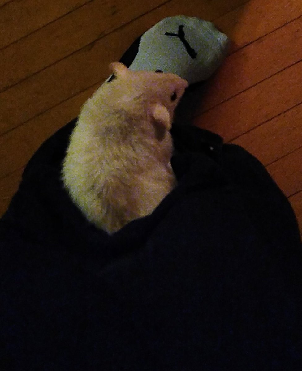 ToxicKhaos666's tweet photo. There's a rat in me pocket π€«
#rat #furry #dumborat #pets #family #anklesocks #shorts #floofy #fluffy #softandround #lotsoflove #fuzzballs https://t.co/VMUQ2Thfw0