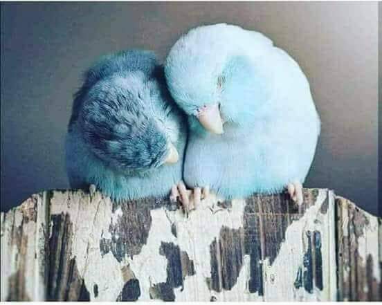 abo_mohamedelsh's tweet photo. وشتاء من دونك، همزته تاء !!!

- اللهم رد كل غائب https://t.co/TmOd3Dr0lA