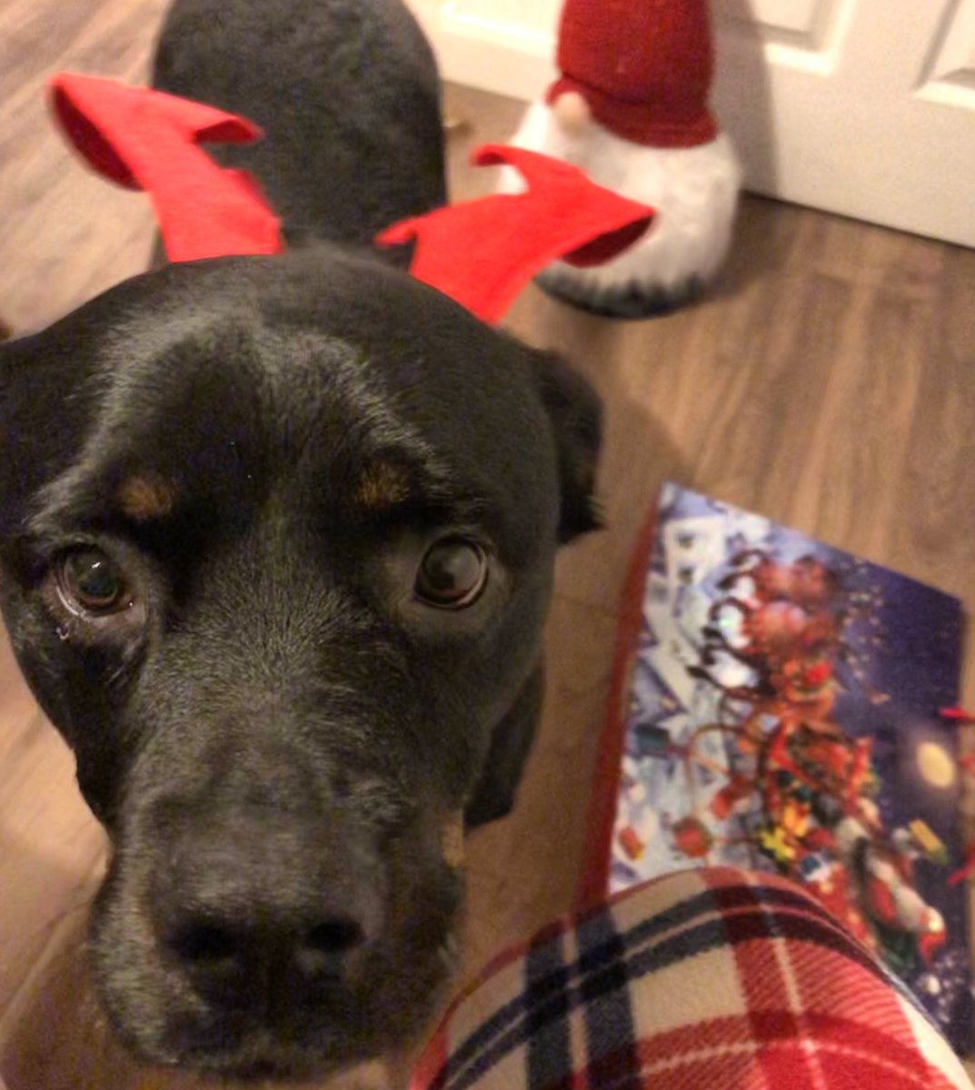WinnieRescue's tweet photo. I’m being good is that present your wrapping for me 🐾❤️ #rescuedogsrule #rescuedismyfavoritebreed #rescuedogsrock #adoptdontshop #rescuerottie #rescuerottweiler #rottie #rottweilerfamily🐾 #familydog #cutedogs #cutnessoverload #rottielove #rotties #rottielife #cornwalldogs https://t.co/BdSvrAOs2K