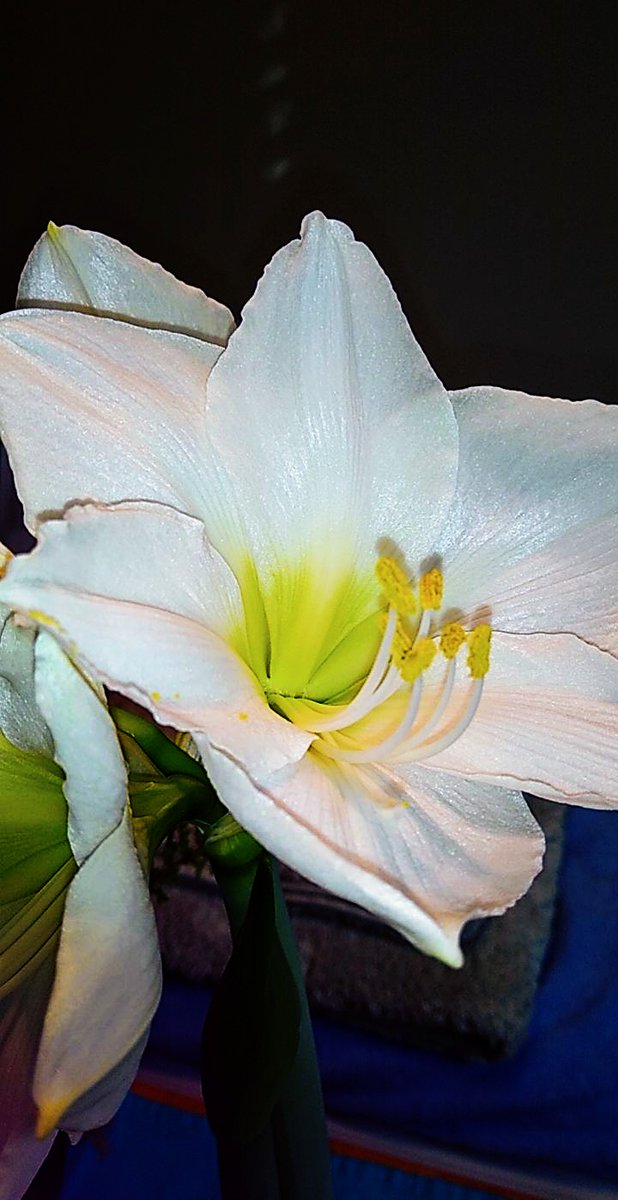light_writer_'s tweet photo. A random photo I took. I thought it looked pretty good after a couple of edits. Let me know if you like it :)

#photography #lightwriter #flower #indoor #christmastime #editor #nature https://t.co/W63PnX6xAu