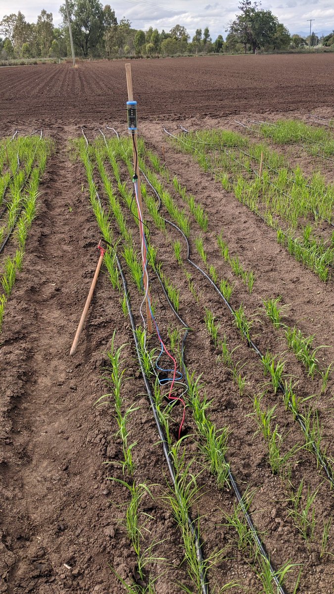 Installing soil moisture probes in <a href="/UQRiceDen/">Mitchell Rice Group</a>'s late aerobic planting to schedule irrigation and monitor for water stress. <a href="/JaquieMitch_UQ/">Jaquie Mitchell</a>