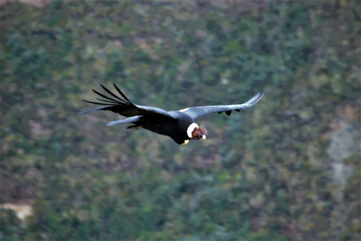 ProgramaCondor's tweet photo. #condornews El #2020 trajo consigo dos polluelos y tres nuevos nidos para el #Condorandino. Nuestra labor nunca finaliza. #andeancondor #andes #Ecuador #vultureculture #vulture #quitoterritoriocóndor #felicesfiestas2020 https://t.co/J5o0lNnBdb