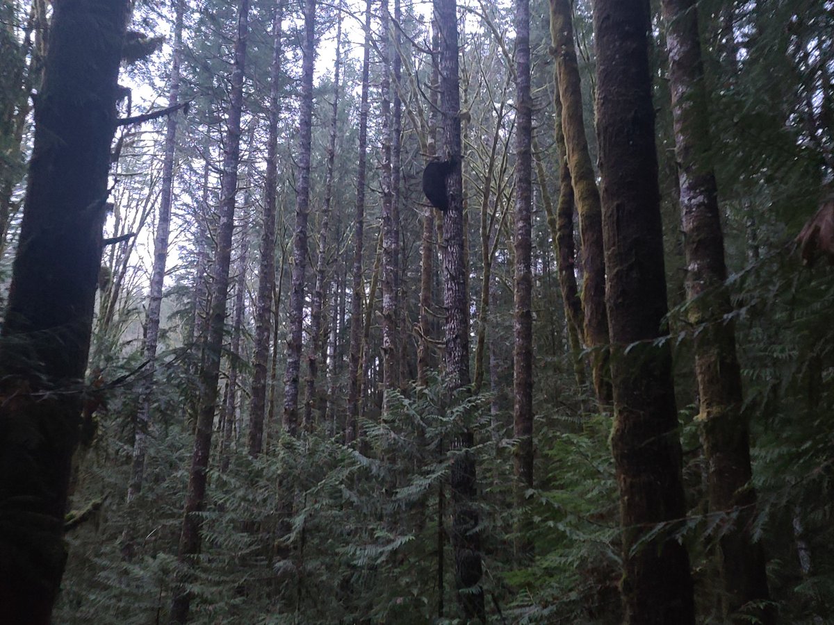 Out doing some landscape photography,  went around the corner of a trail, and found myself 10 feet from a bear, he went up the closest tree, I backed up. #portalberni #wildlifeencounter #explorevancouverisland #bearinatree