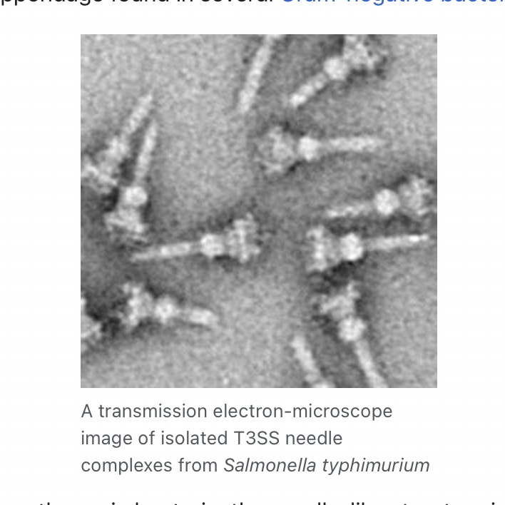 And secrete nasty bits into them. (From Wikipedia) electron microscopy