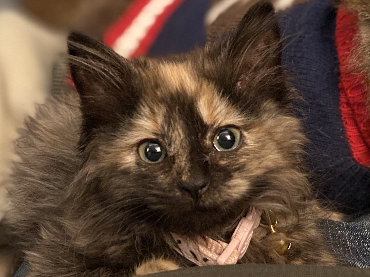 FANShowOfficial's tweet photo. “Little Miss” Leia appreciation post. 
We’ve officially had her for one whole month as of today!
#StupidCute
@Chewy @catladybox https://t.co/Cvynz2x6LW